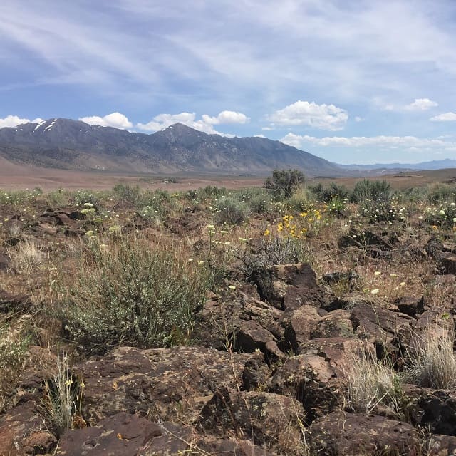 Nevada wild sagebrush landscape