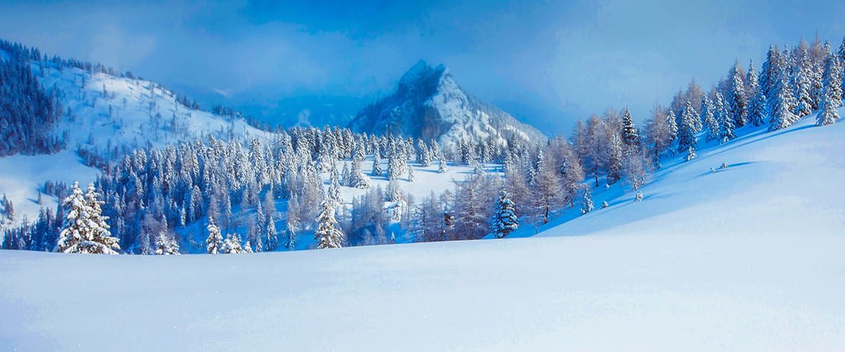 A snowy mountain landscape with pine trees an untouched powder.