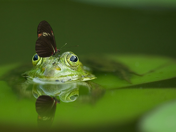 Frog in a pond with a butterfly resting on its head.