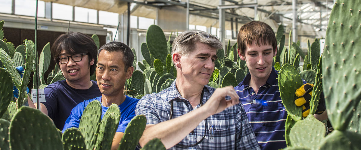 Four researchers surrounded by cactus in a greenhouse.