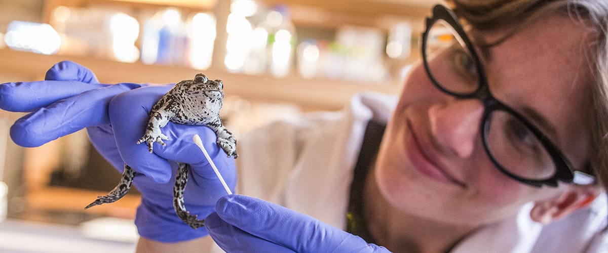 A researcher wearing safely equipment holds a toad and swabs it with a cotton swab.