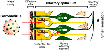 Illustration of Coronavirus passing through the olfactory epithelium - ciliated sustentacular cells (with ACE2) and olfactory neurons (no ACE2) that carry smell sensation into the brain