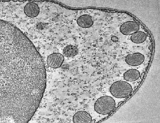 polarized cristae and crista junctions in mitochondria tethered to the subsurface cisternae in a mouse outer hair cell