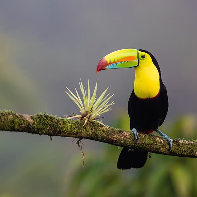 A yellow and black toucan bird perches on a branch.