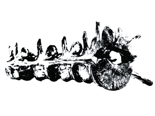 black and white sketch artwork of spinal column