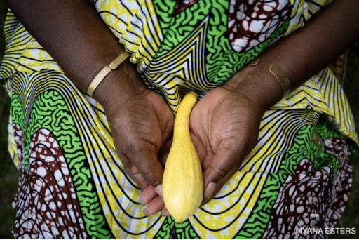 A summer squash held by two hands resting in a lap draped with a colorful and patterned fabric.