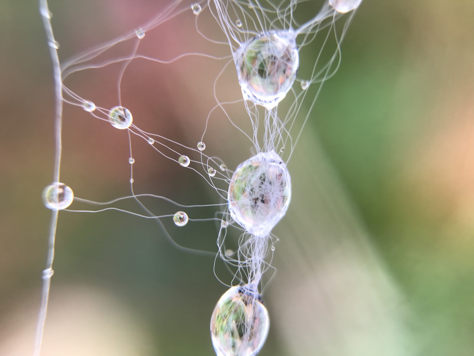 Image of dew on strands of web