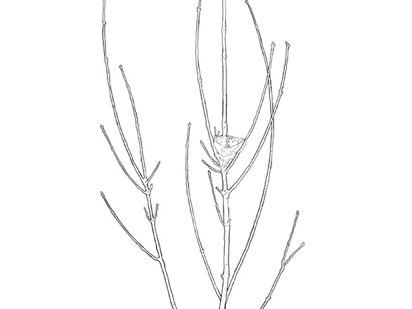 Tree outline