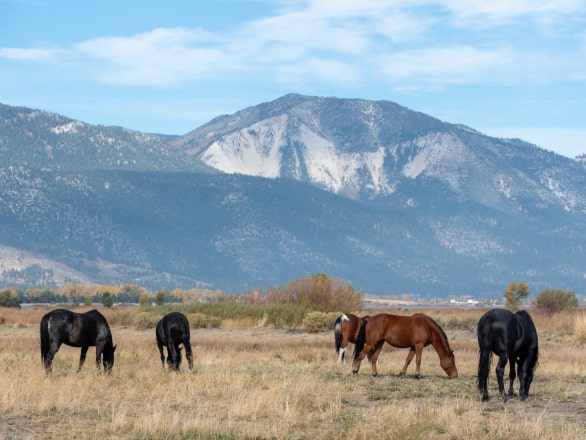 washoe valley with horses in front of mountains