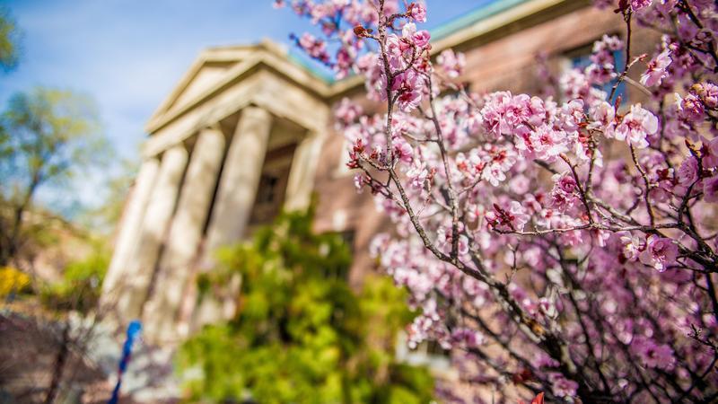 Cherry blossoms blooming on a tree outside of the Thompson Building.