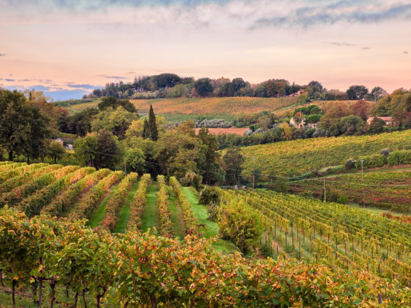 view of Italian vineyard at sunset in the fall
