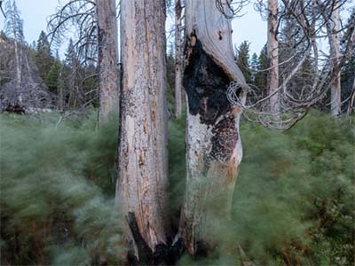 Photograph of tree trunks in Whittell Forest