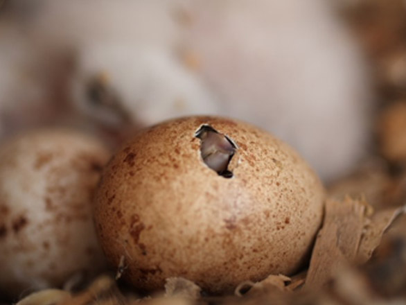 Brown speckled hatching egg of a Western Golden Eagle.