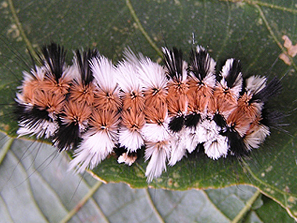 Orange and black fuzzy caterpillar on a leaf.