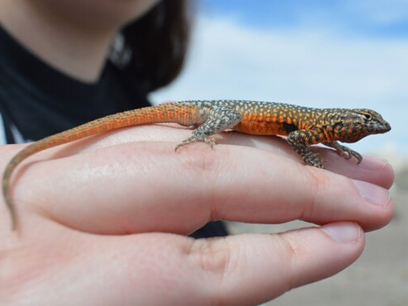 Photo of a lizard sitting on top of a woman's hand outdoors.