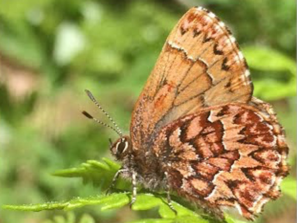 Close up photo of an orange spotted butterfly perched on a green leaf.