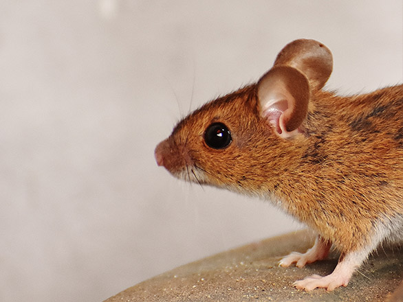Close up photograph of a mouse.