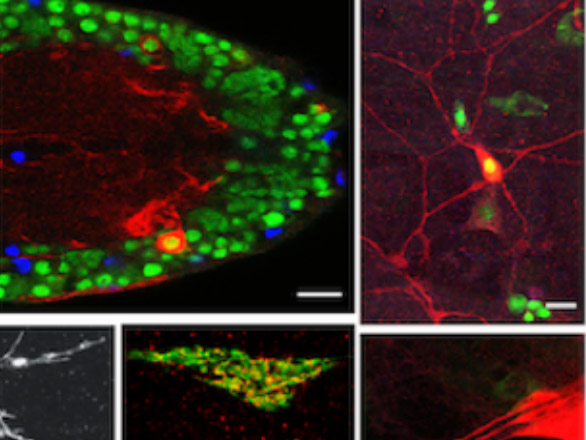 Colorful scan of neurons