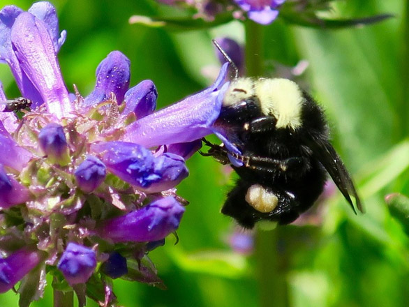 Bumblebee on a purple flower