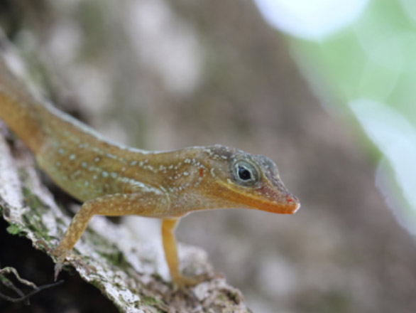 A green gecko hangs out on a branch in a zoomed in photo of the gecko.