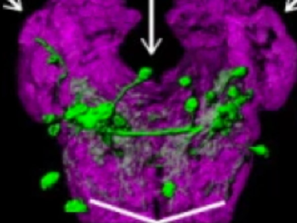 Cropped diagram of olfactory impacts on behavior.