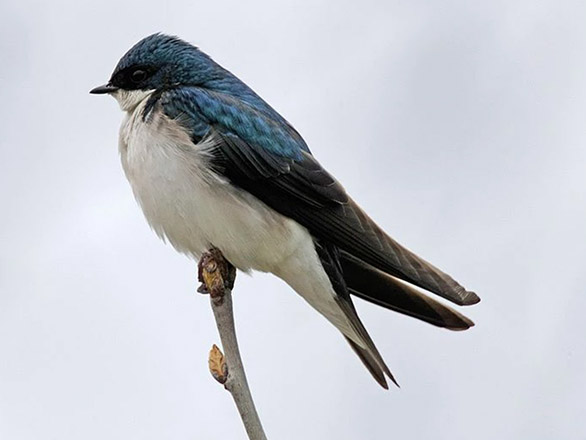 Tree swallow perched on a twig.