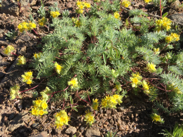 A photograph of Ivesia Webberi, a type of plant, growing in dirt.