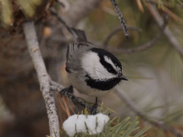 Chickadee perched on snowy pine tree branch.