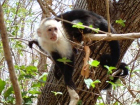 Photo of a black and white monkey sitting in a tropical tree.