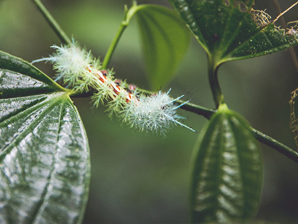 Tropical caterpillar on a green leaf stem.