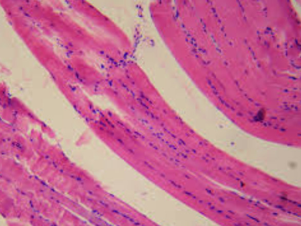 Microscopic image of smooth muscle tissue.