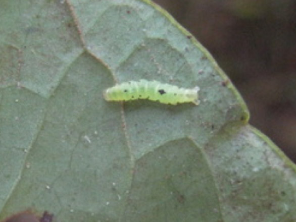 Bright green caterpillar on a leaf.