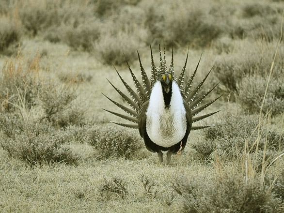 Sage Grouse among sagebrush.