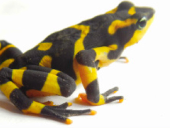 Black and yellow striped frog.