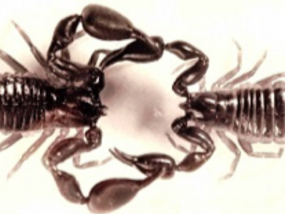 Two pseudoscorpions on a white background.