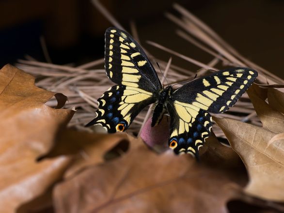 A butterfly sitting on a leaf