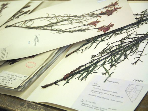 Plants on top of a paper