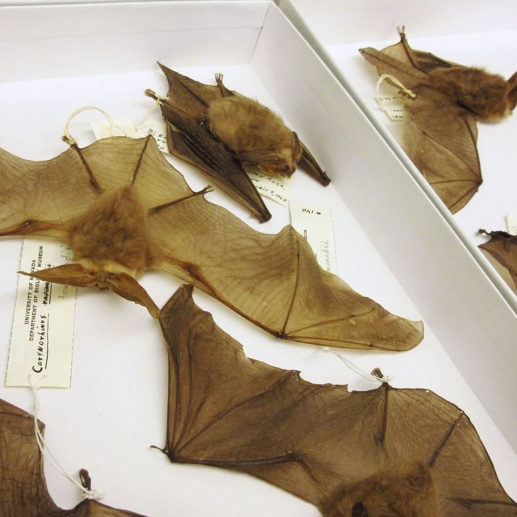 Dried dead bats labeled in a drawer.