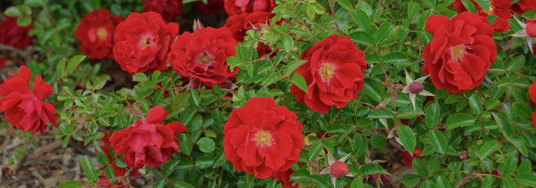 Merriam A. Brown Rose Garden