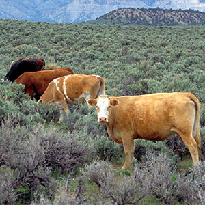Cows grazing in the wild Nevada landscape