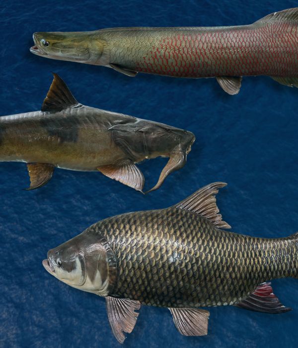: A fish with a streamlined body and vibrant scales.