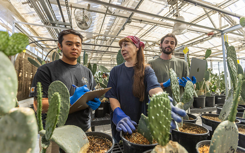 A faculty researcher in blue protective gloves inspects potted cactus plants in a sunlit greenhouse while two students record observational data on a clipboard and laptop.