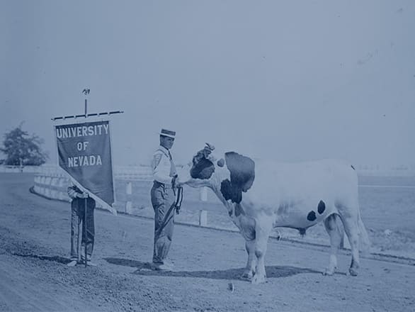 Archival photo of a handler presenting a prize bull on a dirt track alongside a student holding a "University of Nevada" banner.