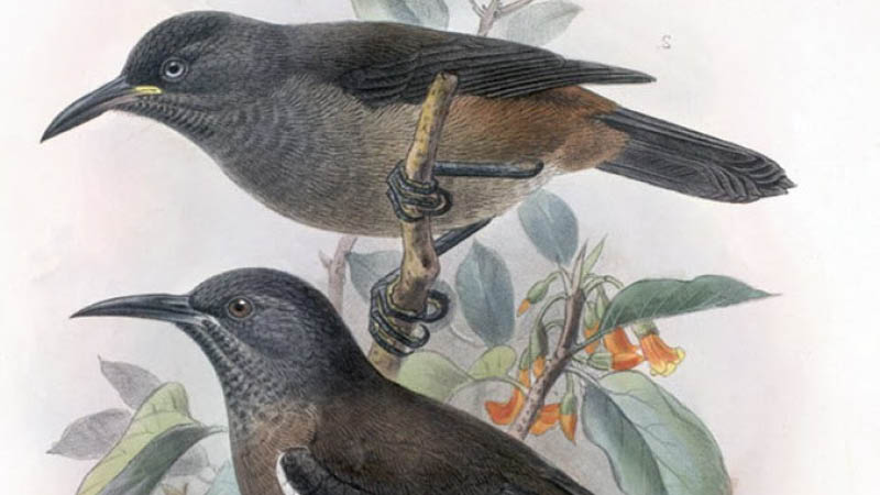 A scientific illustration of two extinct birds.