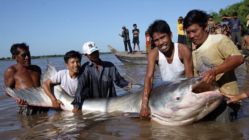 Four men hold a giant fish in the Mekong River.