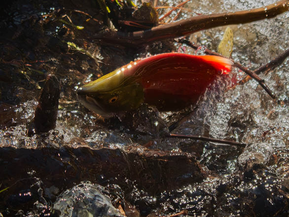 A kokanee salmon jumps out of water as it travels upstream. 
