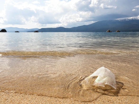 A plastic cup floats on a beach shore of Lake Tahoe.