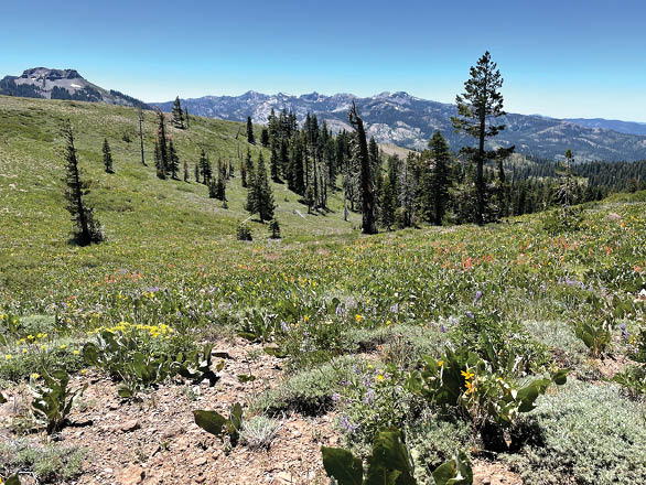 A wildflower meadow on a scenic mountain ridgeline.