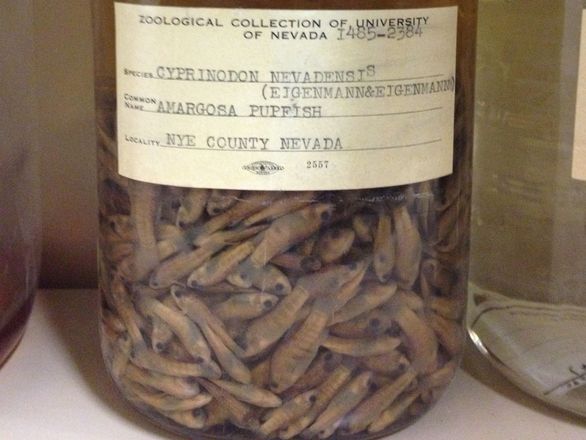 A jar of small, preserved fish with a specimen label.