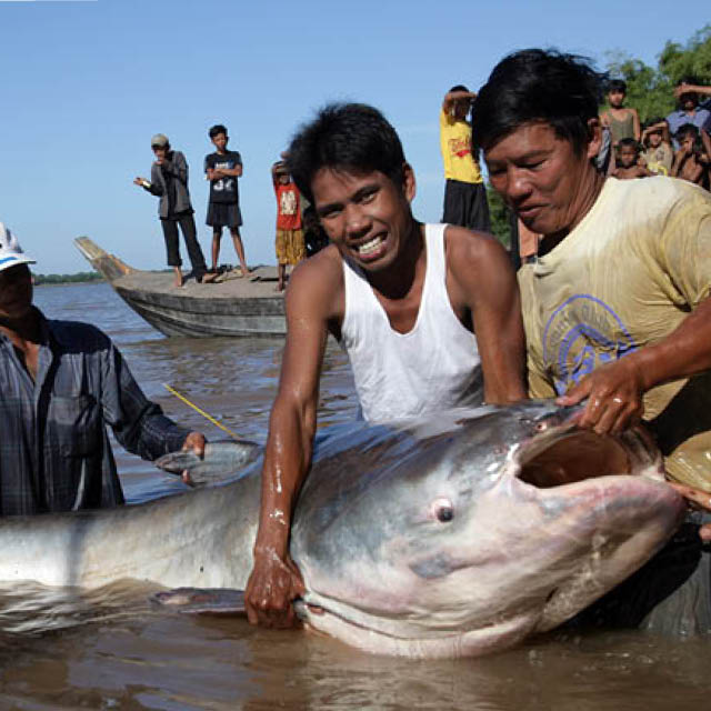 Two people hold a giant fish in the Mekong River in Cambodia.
